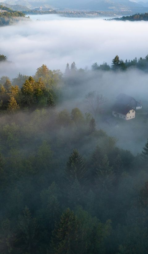 EUDR: Die EU-Verordnung für entwaldungsfreie Produkte – neue Entwicklungen im Koalitionsvertrag Bergige Landschaft mit Wald, einigen Häusern und dichtem Nebel
