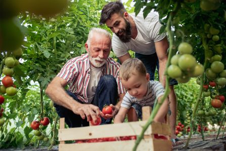 "Großvater, Sohn und Enkel arbeiten im Gewächshaus und pflücken Tomaten