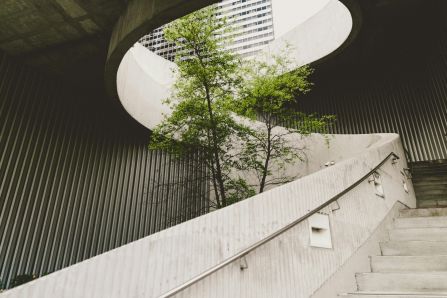 Stairs with a Tree